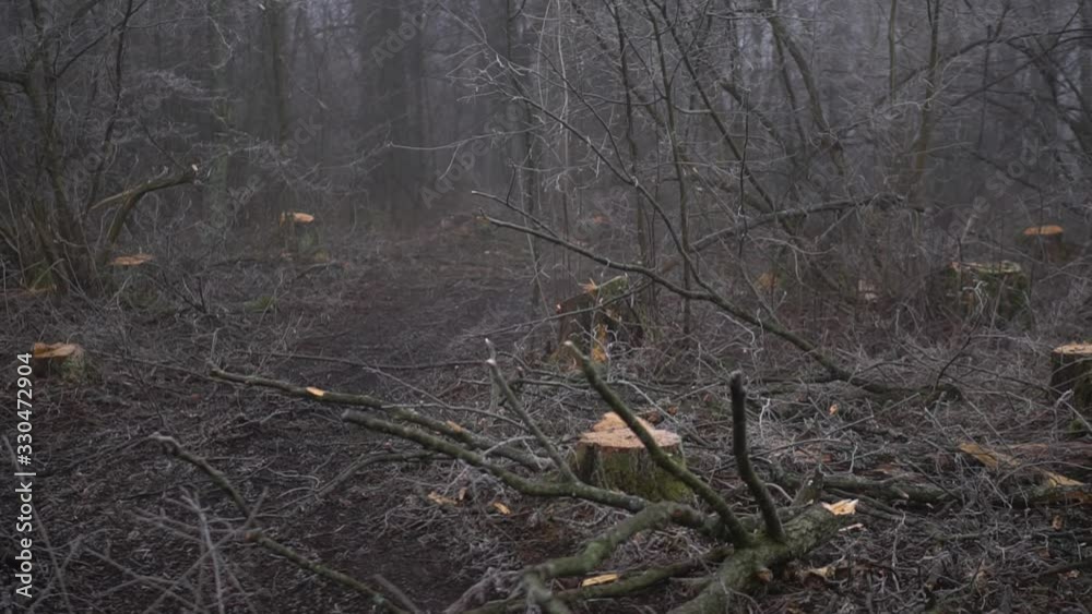 Logging in the spring, autumn forest. Technique and people sawing trees. Ecological catastrophe destruction of nature. Firewood for heating Logging in the spring, autumn forest. Technique and people sawing trees. Ecological catastrophe destruction of nature. Firewood for heating