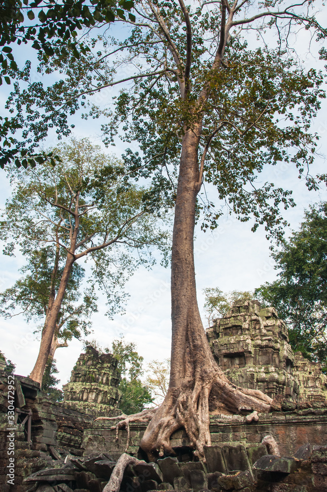 Fototapeta premium Trees of Ta Prohm Temple and ruins in Angkor complex. Siem Reap, Cambodia.
