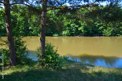 The forest lake is surrounded by trees