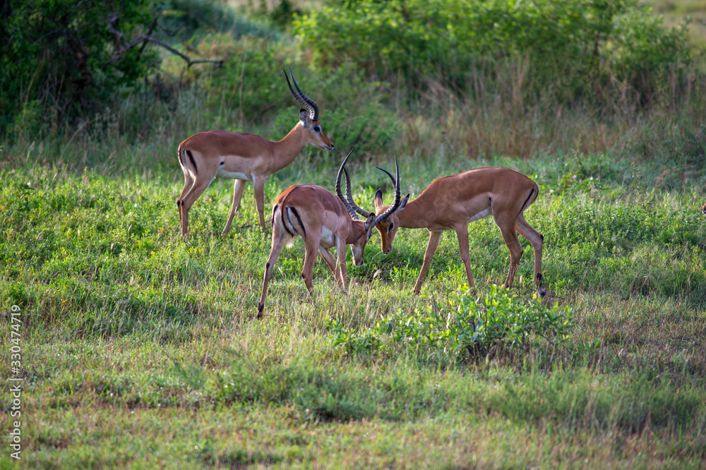 Impala serengeti national park Impala serengeti national park