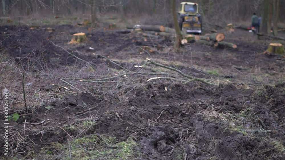 Logging in the spring, autumn forest. Technique and people sawing trees. Ecological catastrophe destruction of nature. Firewood for heating Logging in the spring, autumn forest. Technique and people sawing trees. Ecological catastrophe destruction of nature. Firewood for heating