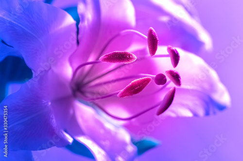 Lily flower close-up. Pisti...