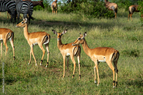 Fototapeta Naklejka Na Ścianę i Meble -  impala serengeti national park