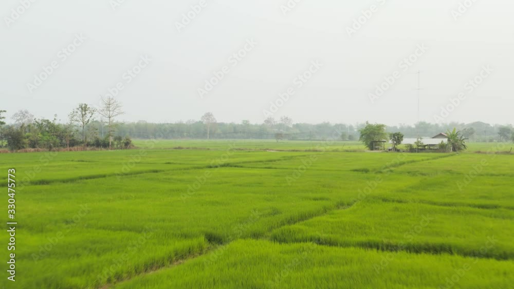 Drone shot of a rice farm in Thailand. Push in. Crane shot upwards. Fast. Drone shot of a rice farm in Thailand. Push in. Crane shot upwards. Fast.