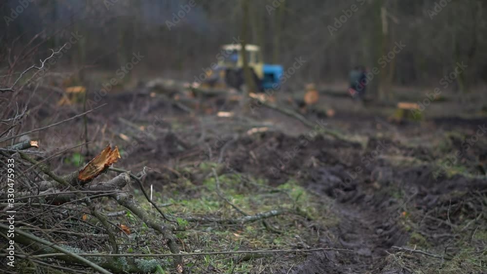 Logging in the spring, autumn forest. Technique and people sawing trees. Ecological catastrophe destruction of nature. Firewood for heating