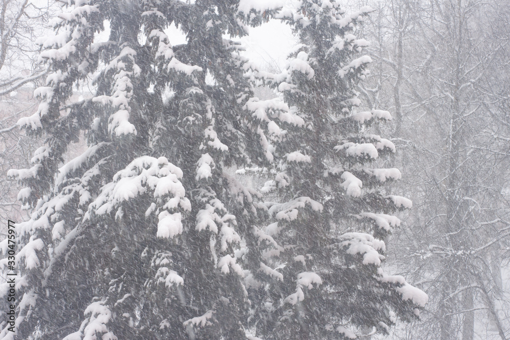 green spruce is covered with snow in a snowfall