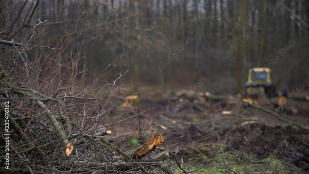 Logging in the spring, autumn forest. Technique and people sawing trees. Ecological catastrophe destruction of nature. Firewood for heating Logging in the spring, autumn forest. Technique and people sawing trees. Ecological catastrophe destruction of nature. Firewood for heating
