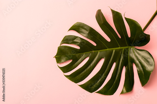leaf monstera is on the pink background