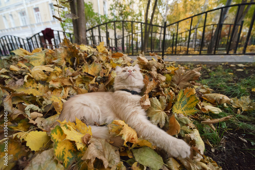 Photography Red cat playing in the fallen leaves in autumn Moscow