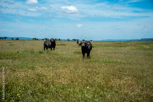 Bufali serengeti national park