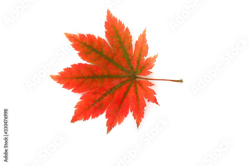 Autumn maple leaf