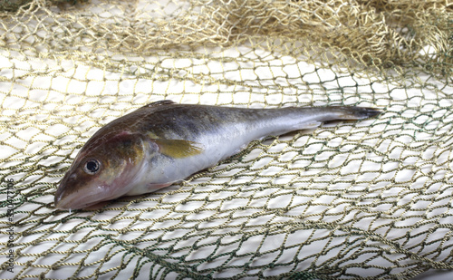 Saffron cod on net