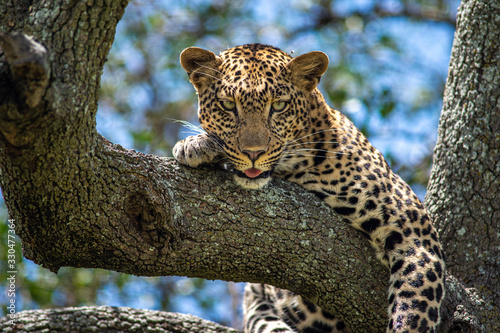 leopardo serengeti national park photo