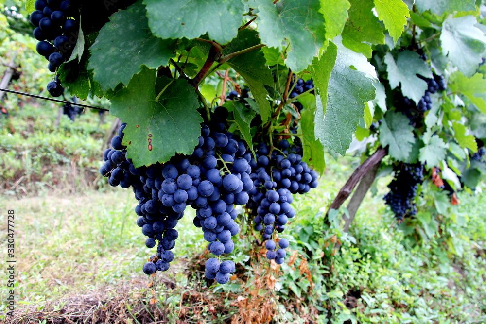 Vineyard with red grapes close-up in  Siogard village.Hungary