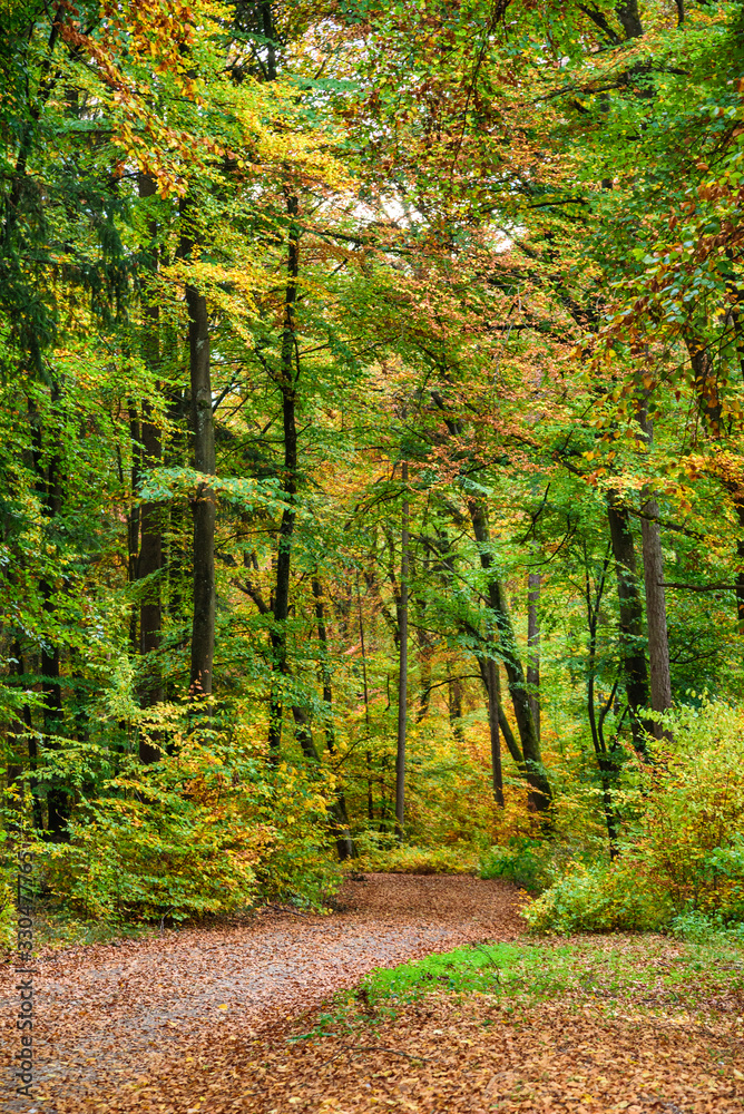 Idyllischer Herbstwald im Altmühltal