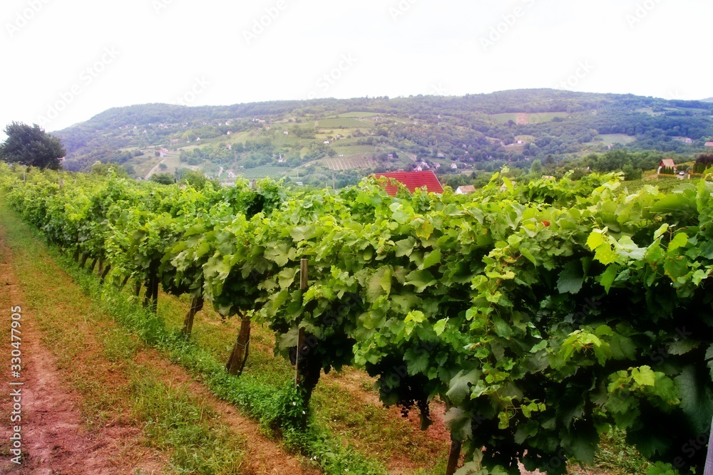 Vineyard in  Siogard village. Sunny summer day, Hungary
