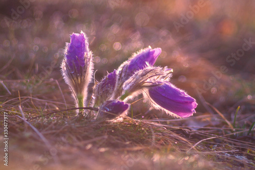 Pulsatilla grandis - Violet Pasque Flower growing in a meadow taken in the morning sunlight on a meadow. Photo with beautiful bokeh.