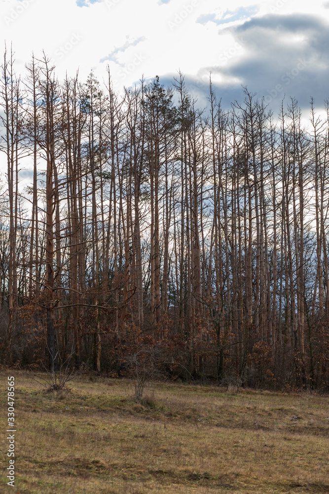 Pulsatilla grandis - Violet Pasque Flower growing in a meadow taken in the morning sunlight on a meadow. Photo with beautiful bokeh.