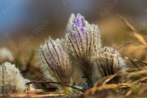 Pulsatilla grandis - Violet Pasque Flower growing in a meadow taken in the morning sunlight on a meadow. Photo with beautiful bokeh.