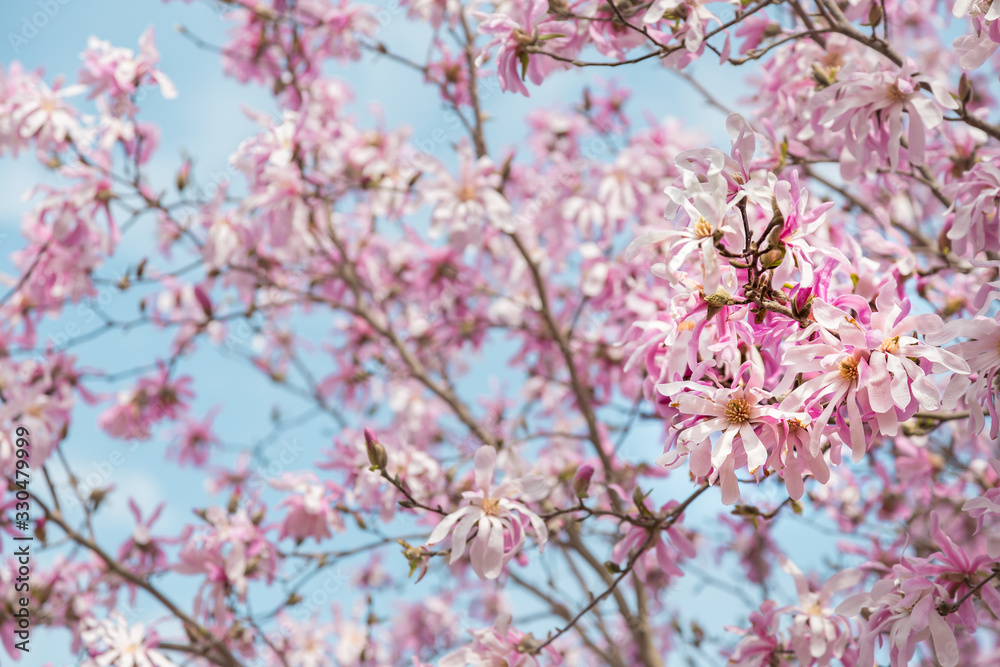 Spring Magnolias in bloom