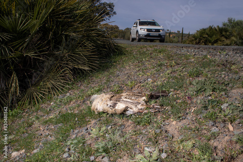short-toed snake eagle lies dead at the side of the road in Andalucia Spain photo