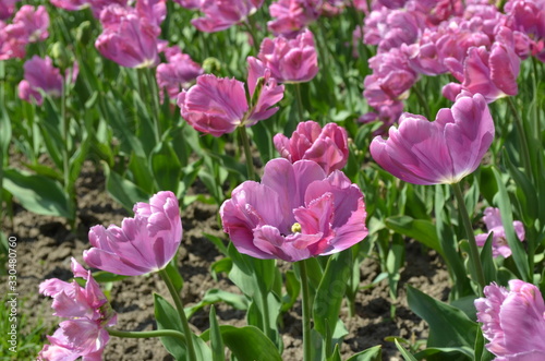 Top view of many vivid pink tulips in a garden in a sunny spring day  beautiful outdoor floral background photographed with soft focus