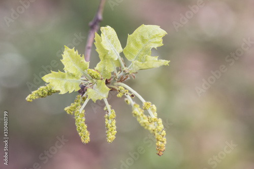 Quercus faginea the Portuguese or Valencian oak deciduous tree spring shoots and male catkins photo