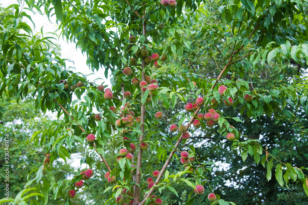 Peaches growing on a tree Peaches growing on a tree