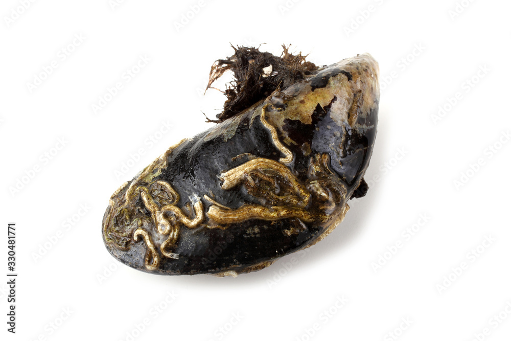 Mussel Mussel