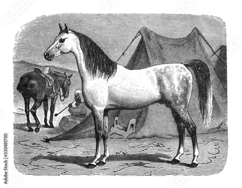 Horse Arabian   Antique illustration from Brockhaus Konversations-Lexikon 1908