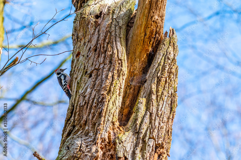 Great spotted woodpecker is on a rotten tree and is looking for food Great spotted woodpecker is on a rotten tree and is looking for food