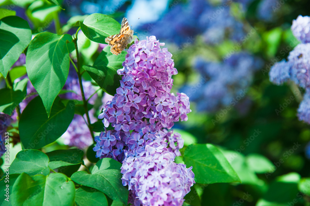 Spring branch of blossoming lilac Spring branch of blossoming lilac