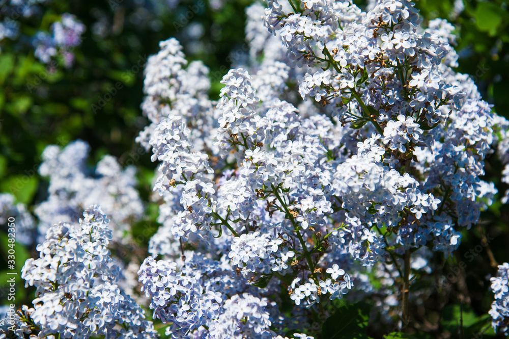 Spring branch of blossoming lilac Spring branch of blossoming lilac