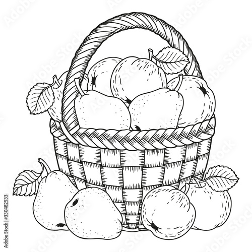 Autumn vector coloring page for adults. Black and white background silhouette. Harvest of ripe apples and pears in a basket. Thanksgiving Day.
