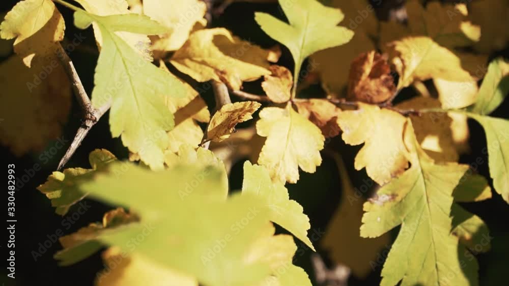 autumn leaves in the rays of the setting sun with illumination autumn leaves in the rays of the setting sun with illumination