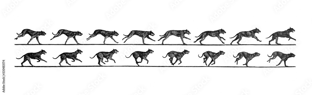 Composition of Jumping dog in different stages / Antique illustration from Brockhaus Konversations-Lexikon 1908
