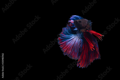 Betta fish,Siamese fighting fish in movement isolated on black background. 