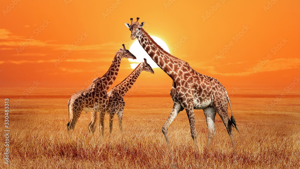 Group of wild giraffes in the African savannah. Wildlife of Africa. Serengeti National Park. Tanzania.