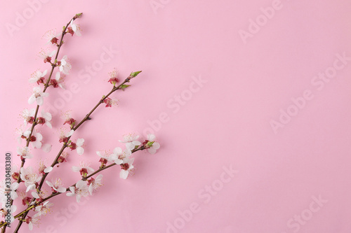 Flowering branch. Spring flowers on a bright pink background. top view. place for text