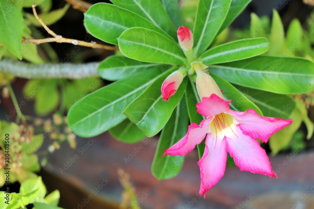 Pink adenium flowers with blur green leaves background. Adenium obesum is a colorful houseplant in temperate regions. Pink adenium flowers with blur green leaves background. Adenium obesum is a colorful houseplant in temperate regions.