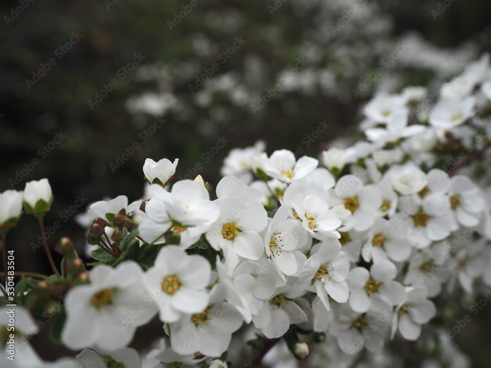真っ白なユキヤナギの花 真っ白なユキヤナギの花