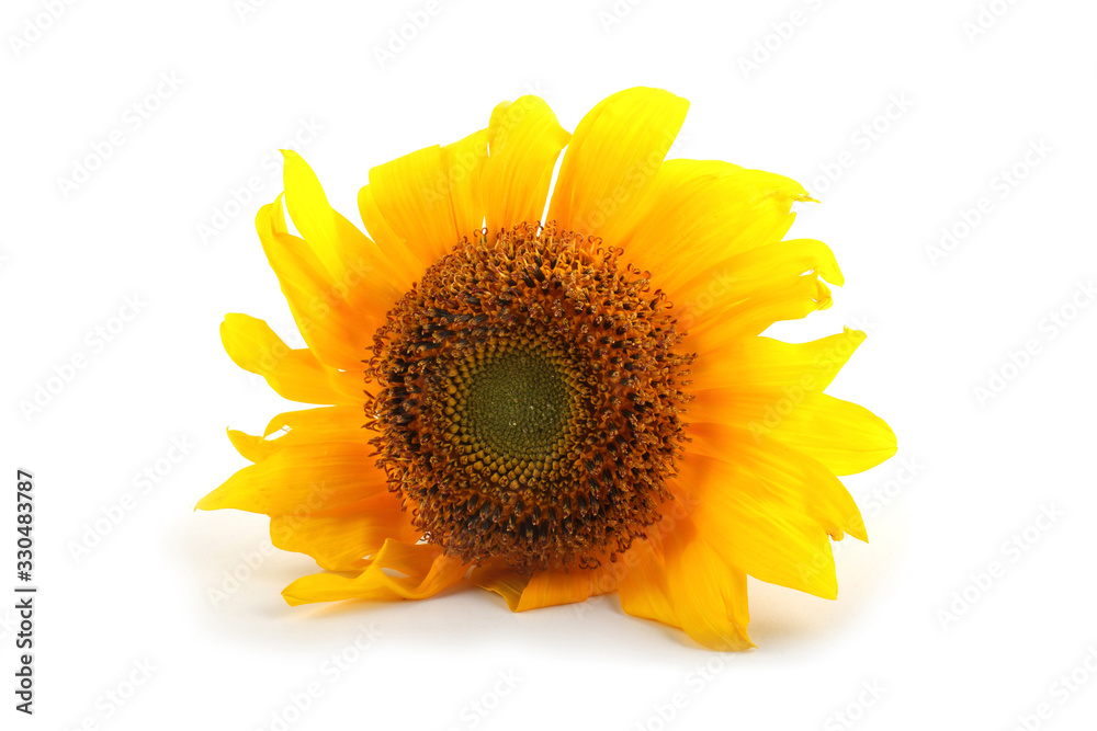 Obraz premium Sunflower
