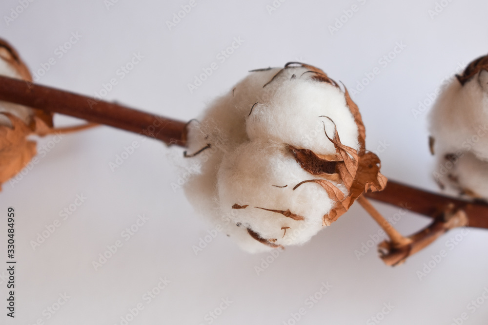 cotton flowers on a white background cotton flowers on a white background