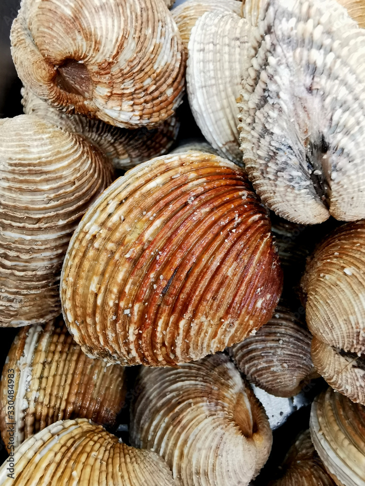 clams at the fish market