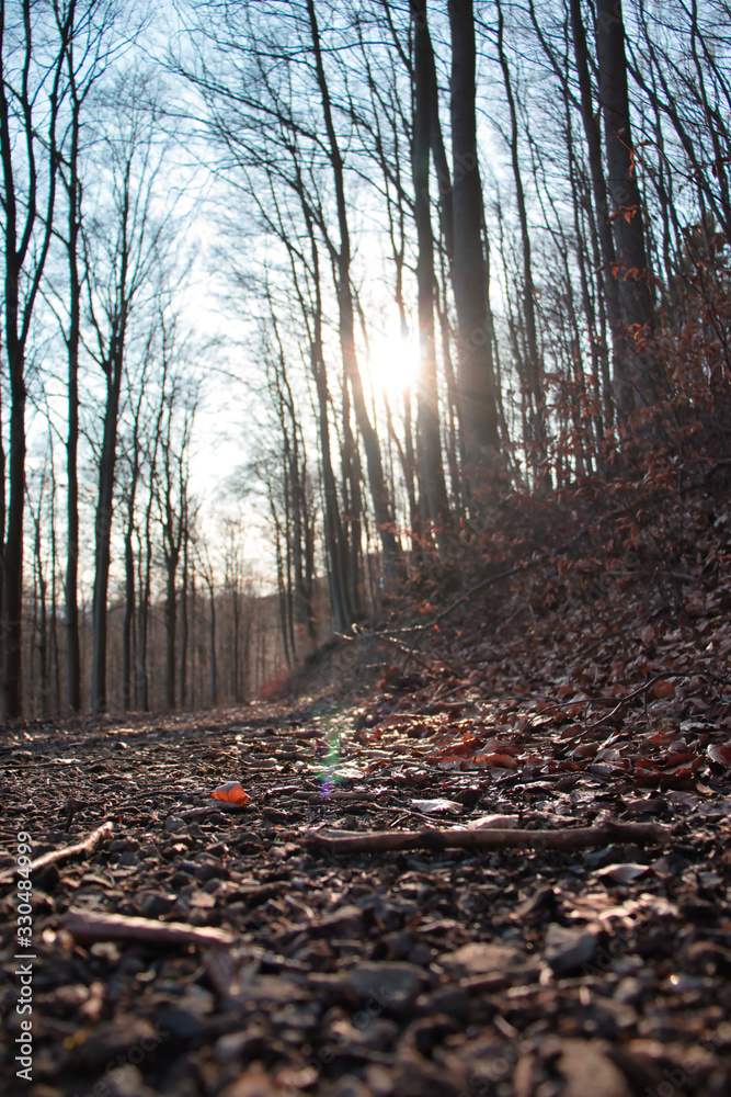 Waldweg Waldweg