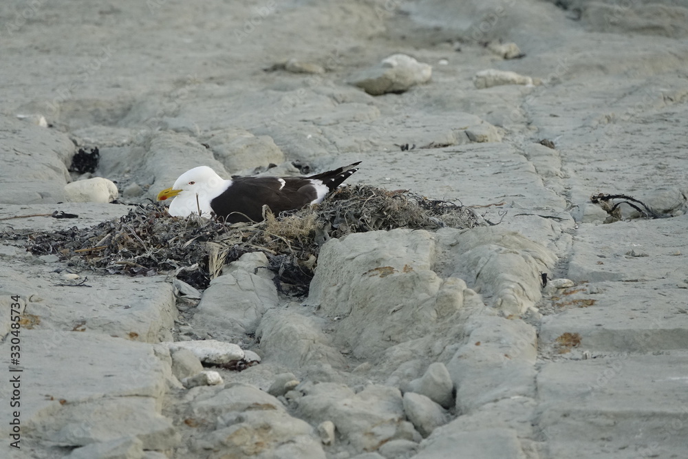 Obraz premium brütende Möwe an der Küste von Kaikorua