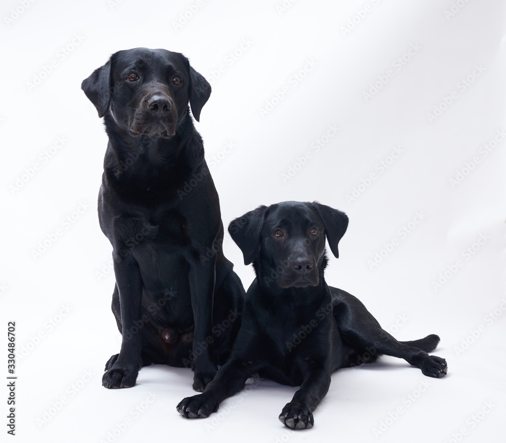 Fototapeta premium Black Labrador retriever