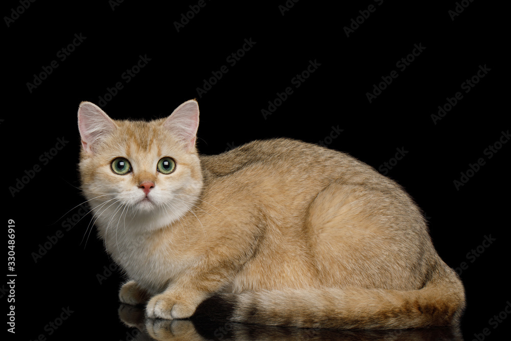 British Cat with Red fur Lying on Isolated Black Background, side view
