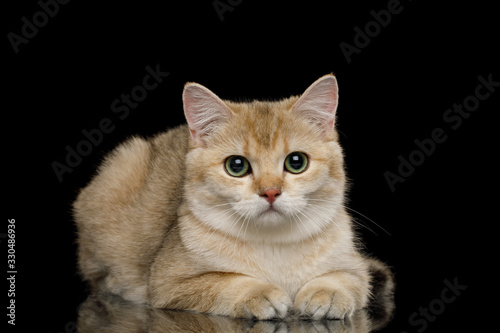 British Cat with Red fur Lying on Isolated Black Background