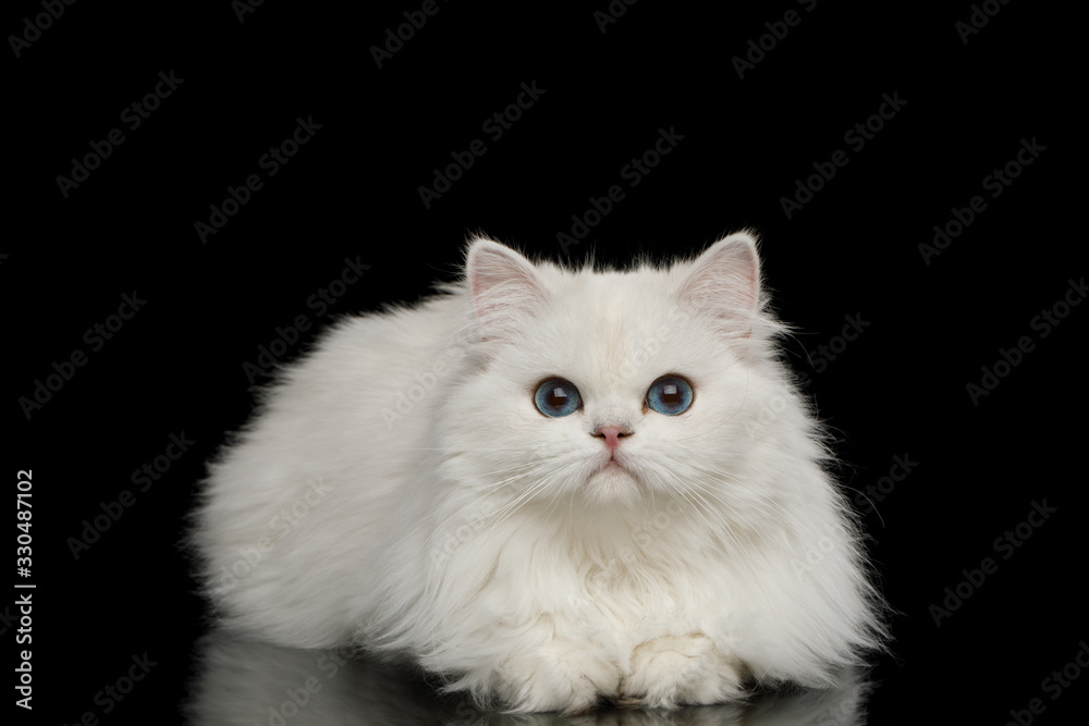 Furry British breed Cat, White color with Blue eyes, Lying and looks Curious on Isolated Black Background, front view